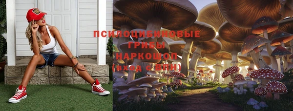 прущие грибы Баксан